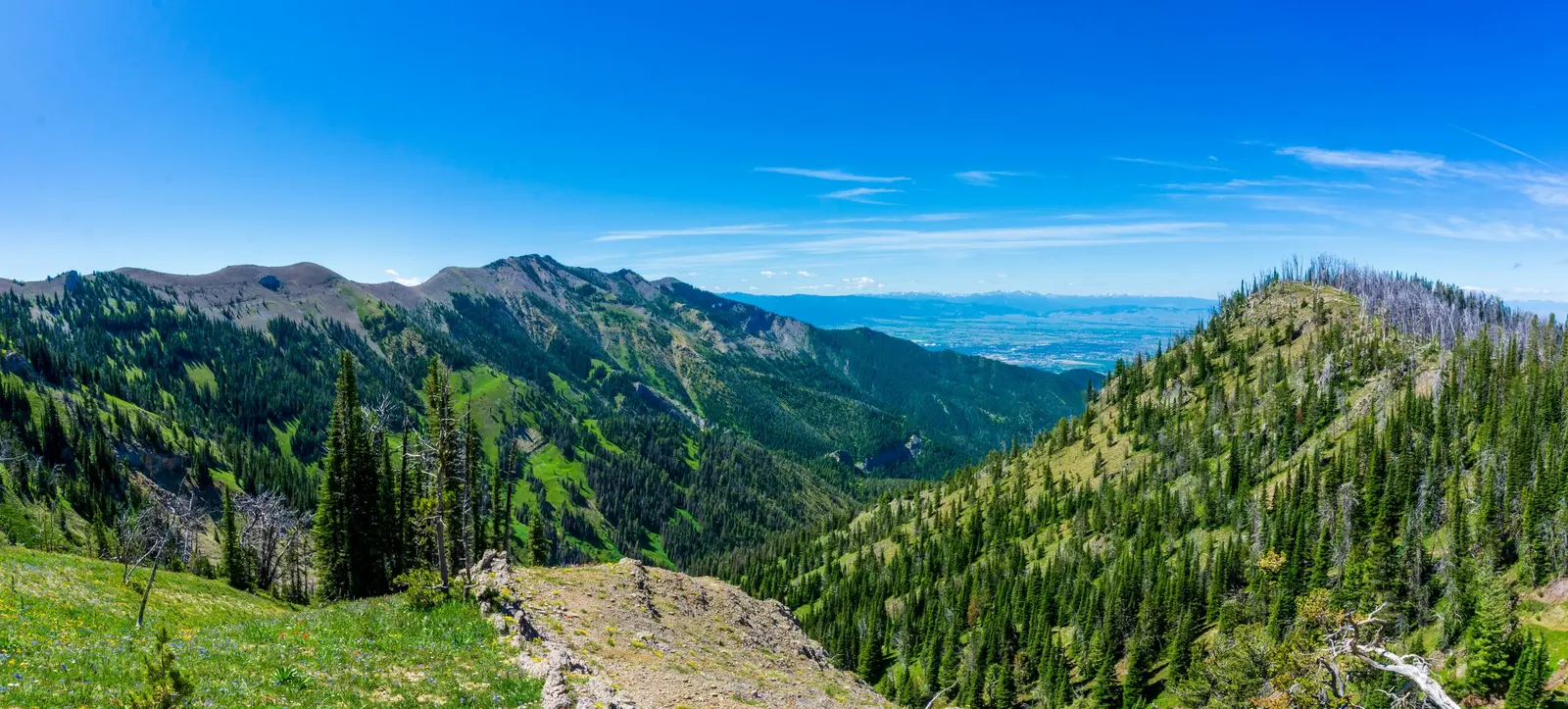 A panoramic view looks over a mountainous landscape with pine forests and clear blue skies.