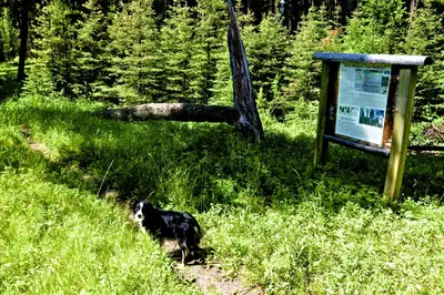 Photo from wildmontana.org A dog stands on a grassy path near an educational sign in a forest.