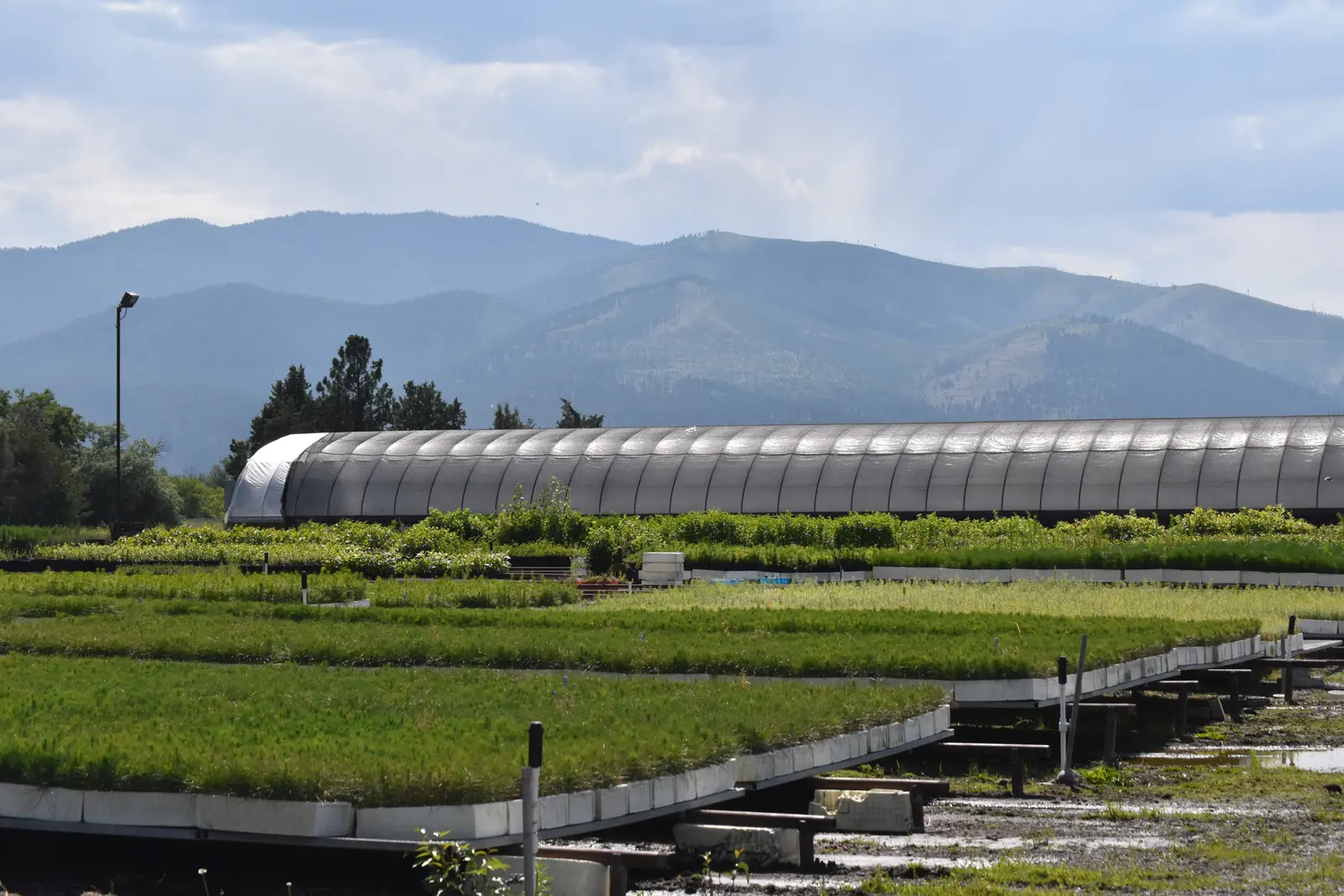 A nursery with long rows of seedling trays set on raised beds in front of a greenhouse structure against a mountain backdrop.