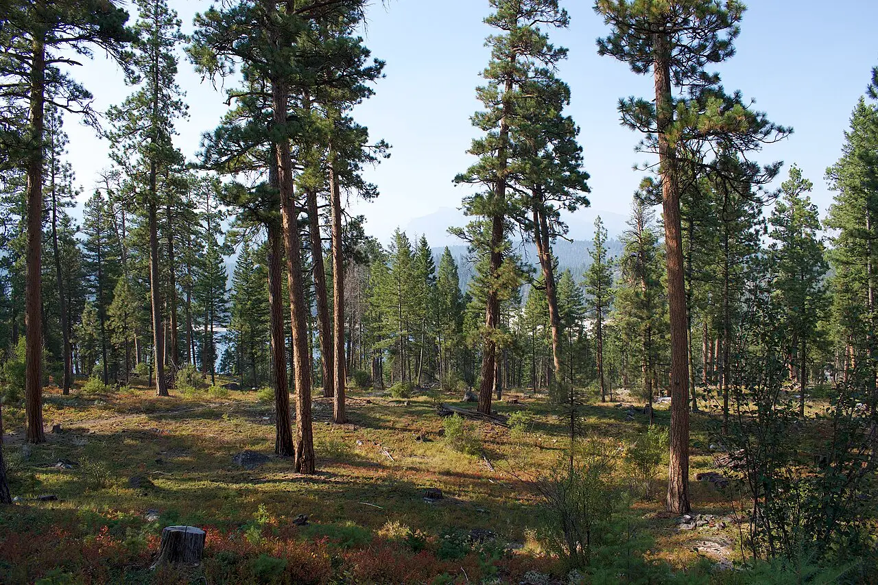 Tall pine trees grow in a forest with a sunlit clearing in the foreground.