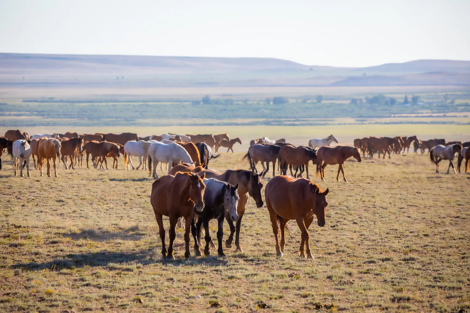 A large herd of horses grazes in a vast, open field with distant hills in the background.