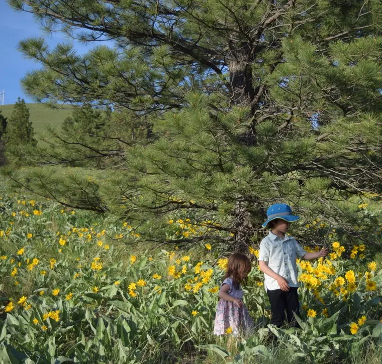 Two children explore a field of yellow flowers under a large pine tree.