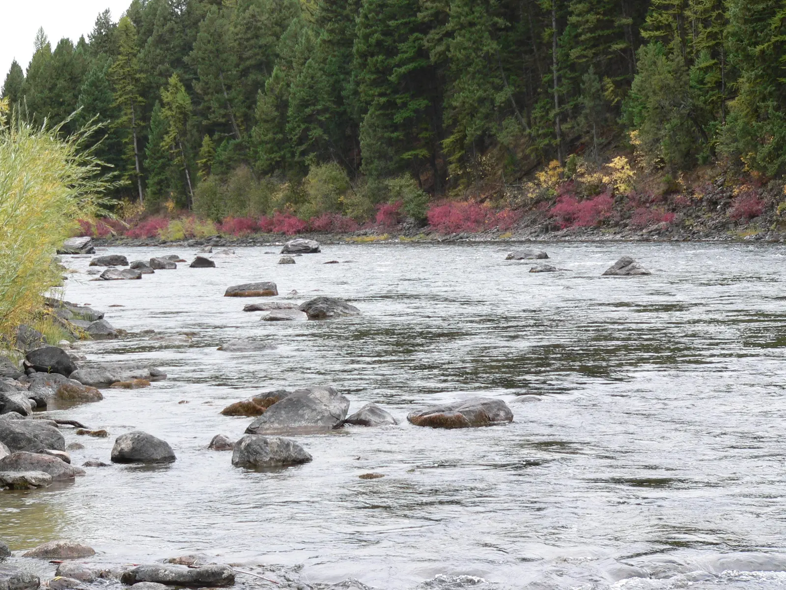 A river flows past a rocky bank with autumn-colored bushes and a forest in the background.