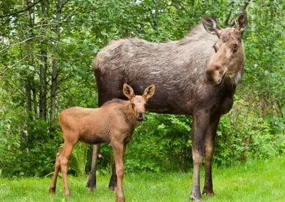 A moose and her baby are standing next to each other in the grass.
