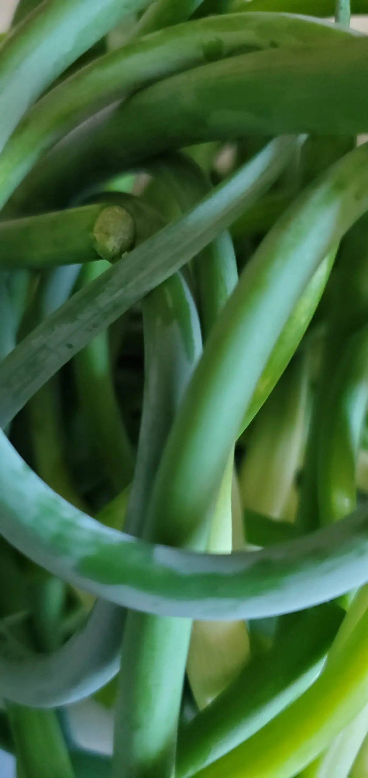garlic scapes
