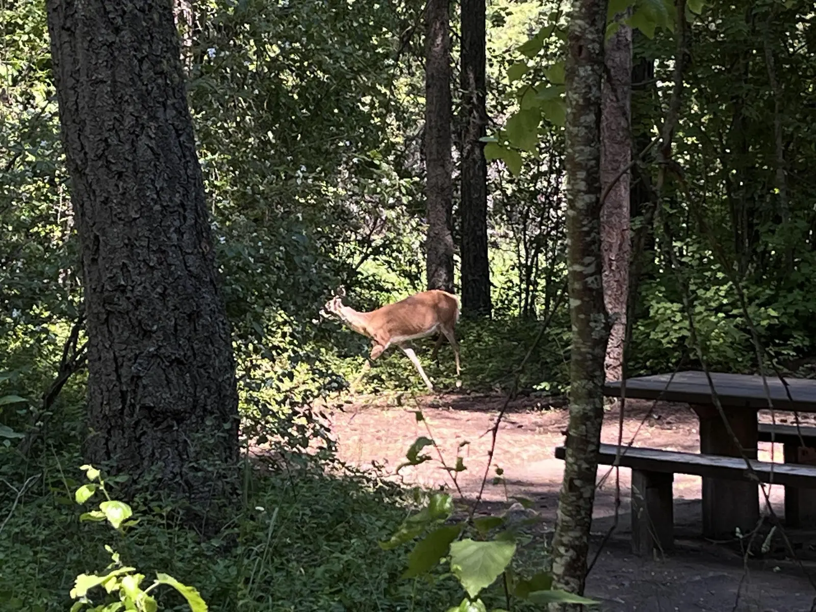 Image of a deer in a campsite at the Trout Creek Campground on the Lolo National Forest, Montana.