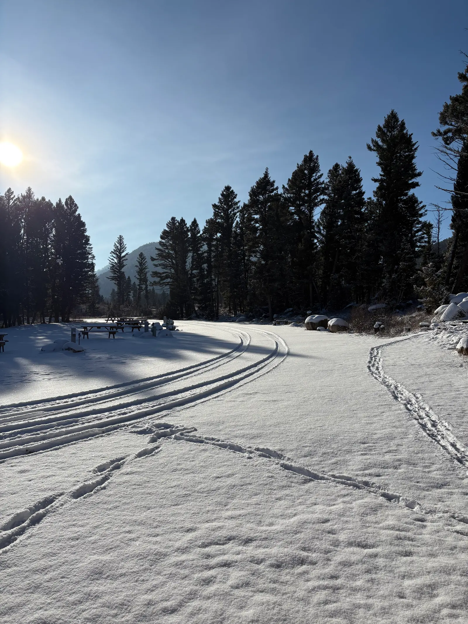 A snowy path with tire tracks leads through a forest on a sunny day.