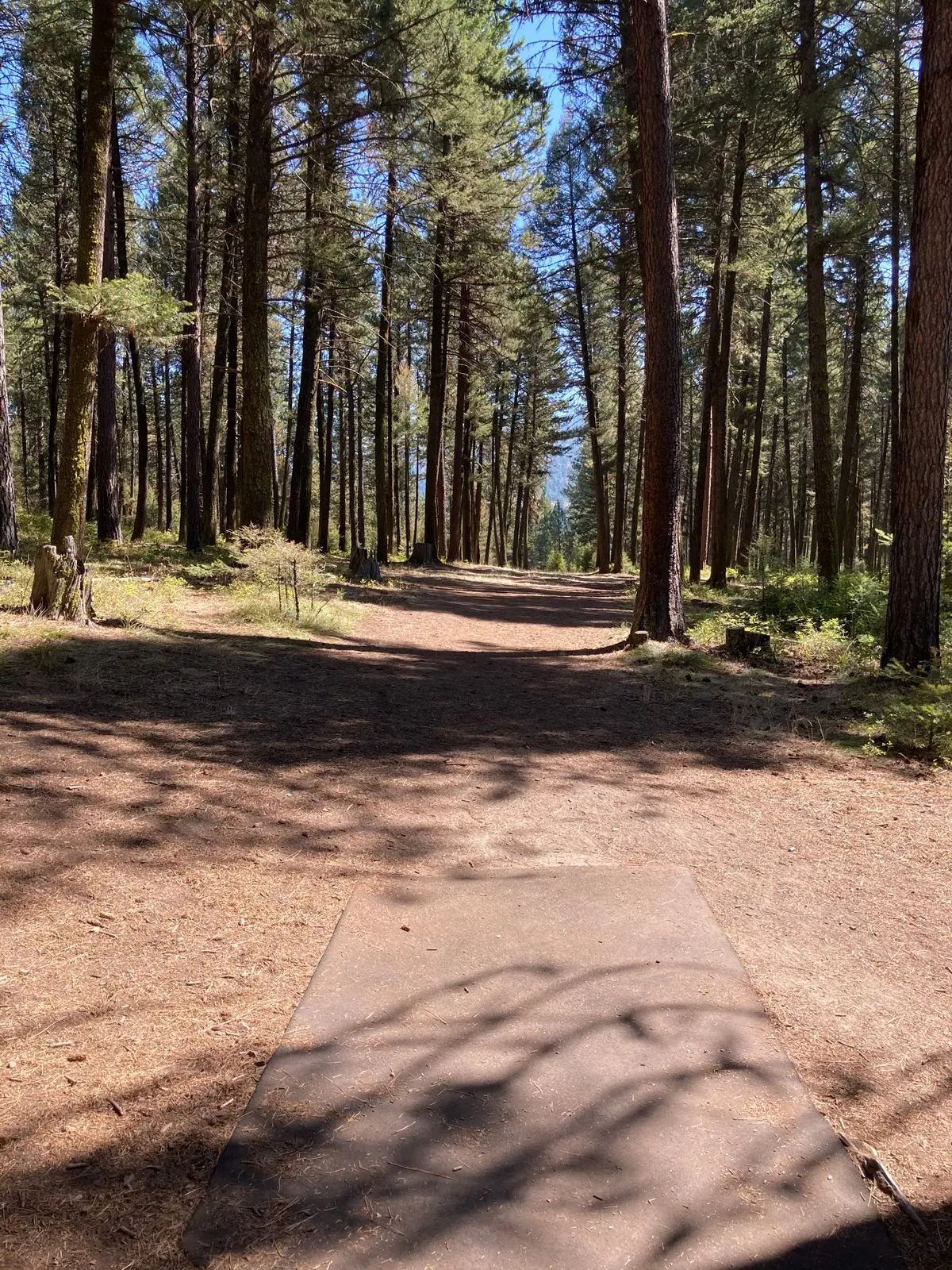 A paved path leads through a pine forest.