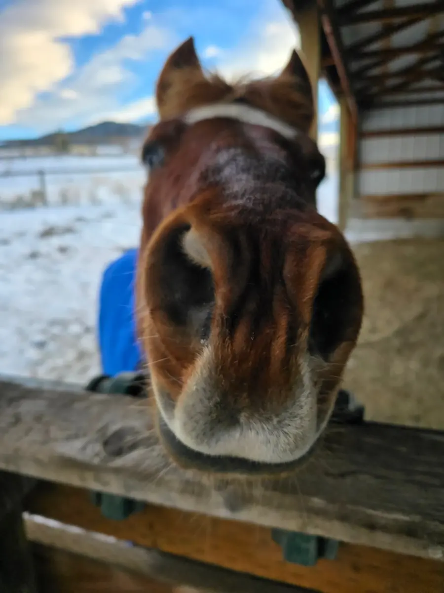 A horse with a blue blanket looks directly into the camera from behind a wooden fence.