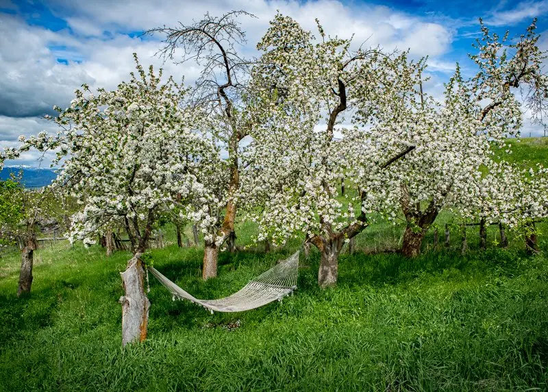 A hammock hangs between two blossoming trees in a green field.