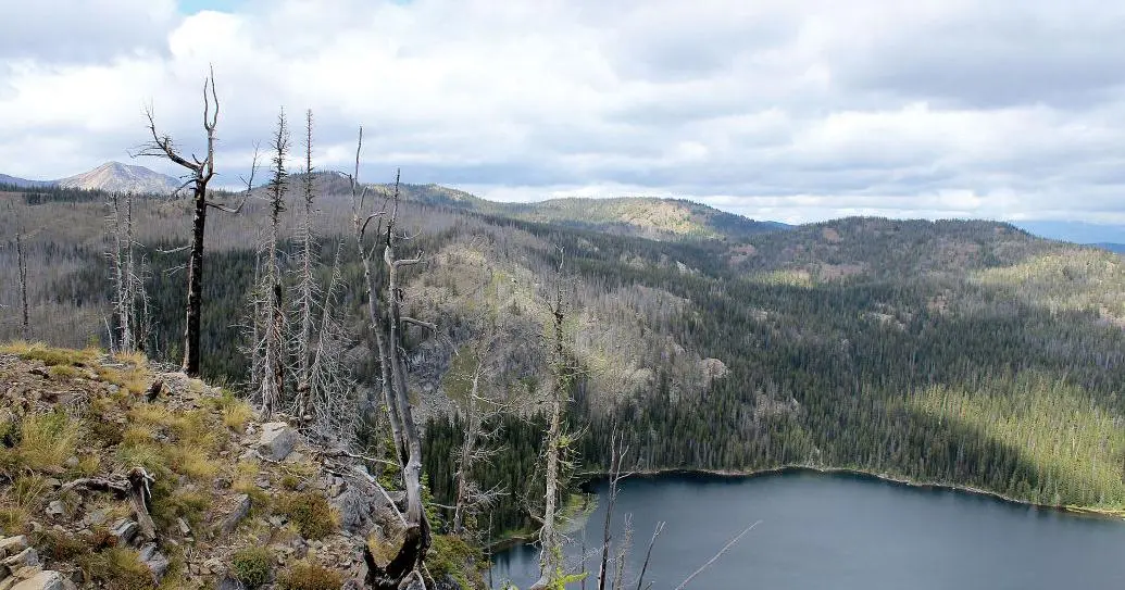 A scenic view of a mountain lake surrounded by a forest with some dead trees in the foreground.