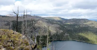 A scenic view of a mountain lake surrounded by a forest with some dead trees in the foreground.