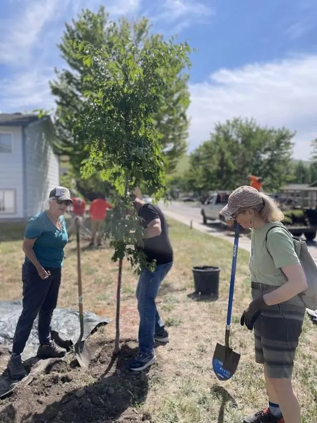 A group of people are working together to plant a small tree in a grassy area.