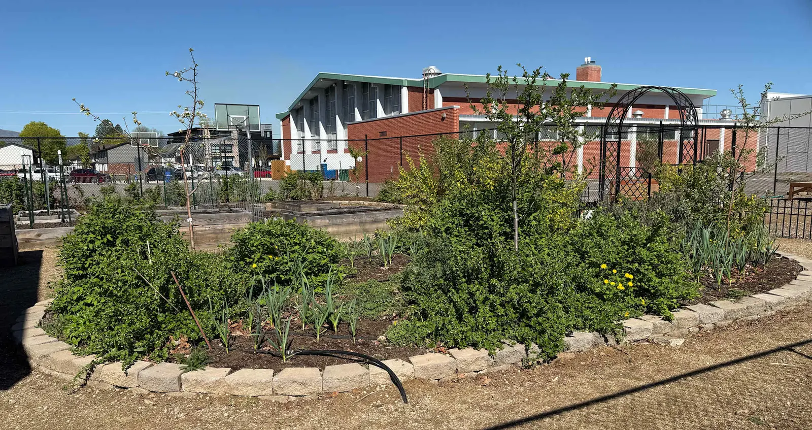A garden bed with various plants and a metal arbor stands in front of a brick building.