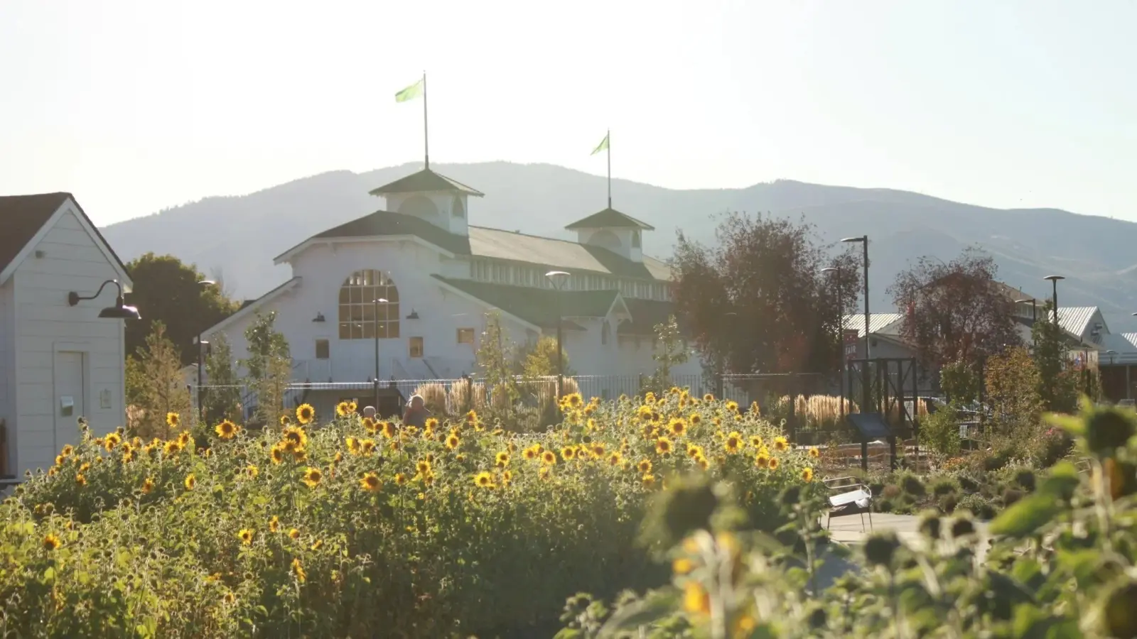 A bright, sunny day shows a white building with cupolas behind a field of sunflowers.