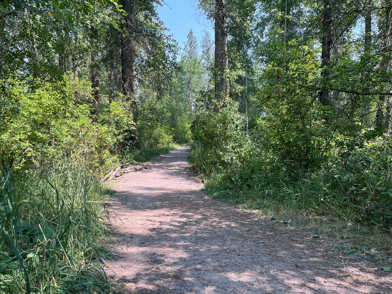 A dirt trail winds through a sunlit forest.