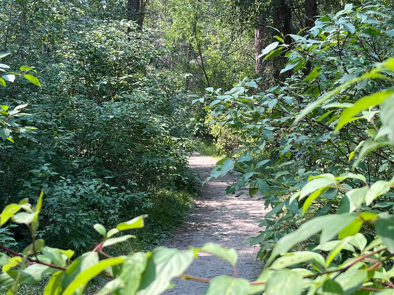 A dirt trail winds through a dense, green forest.