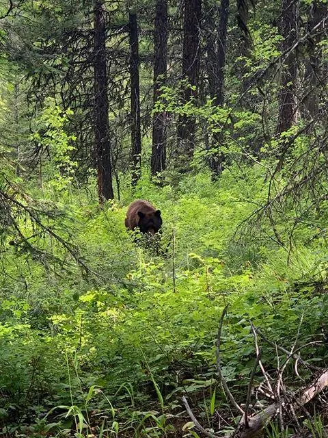 Photo of Grizzly Bear in the Rattlesnake NRA and Wilderness.