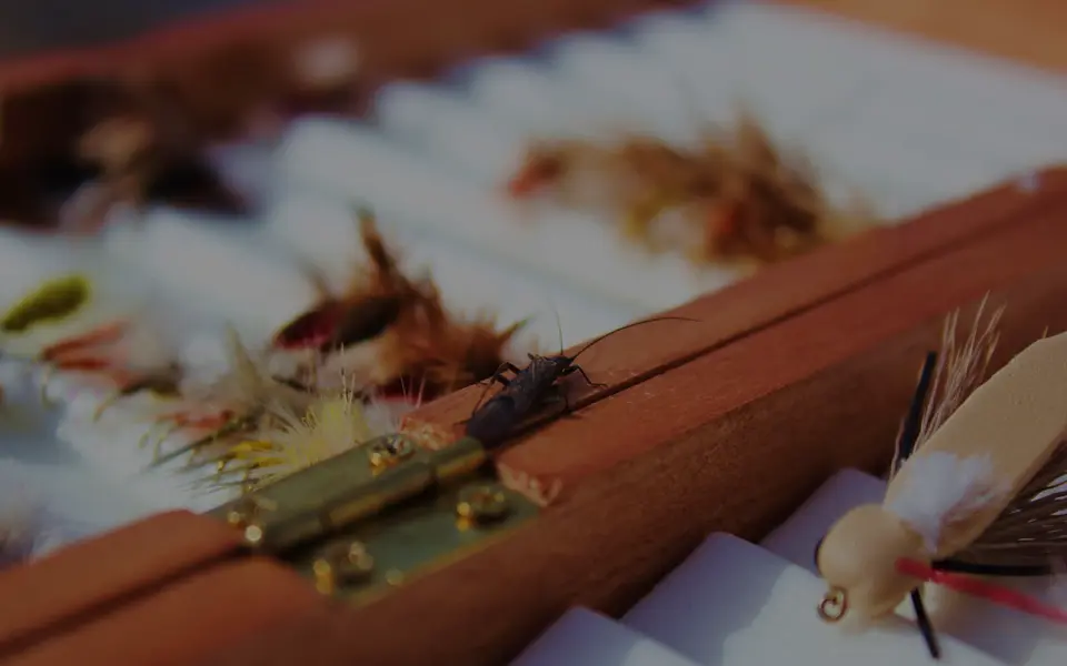 A small insect rests on the wooden frame of a box containing fly fishing lures.