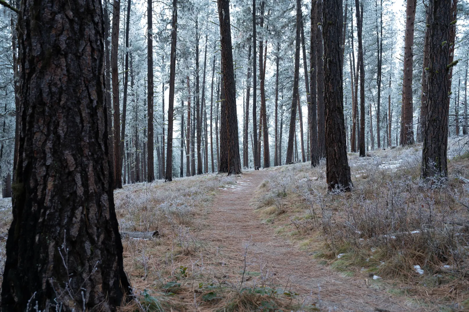 A narrow dirt path winds through a pine forest with frosty trees.