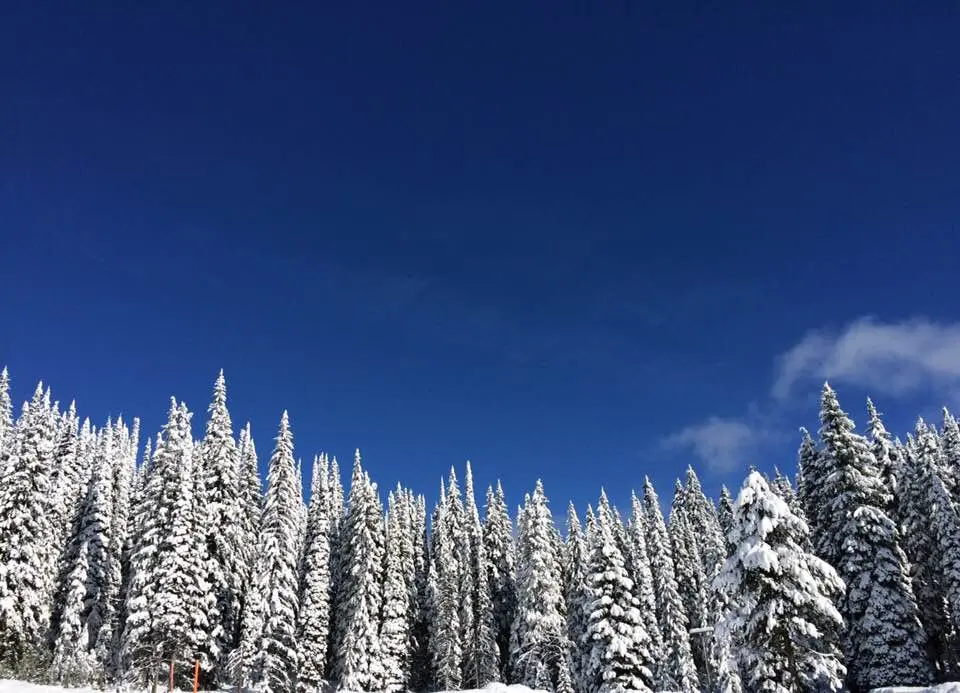 A bluebird sky frames a wall of tall snow-covered conifer trees.