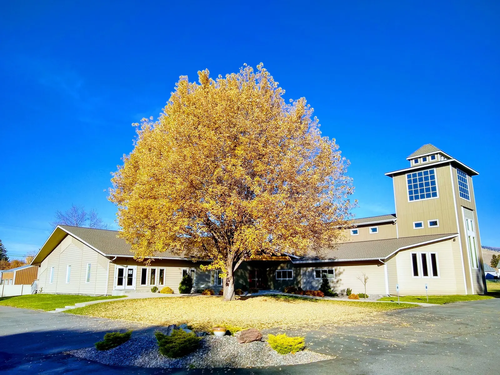 A large tree with vibrant yellow autumn leaves stands in front of a building under a clear blue sky.