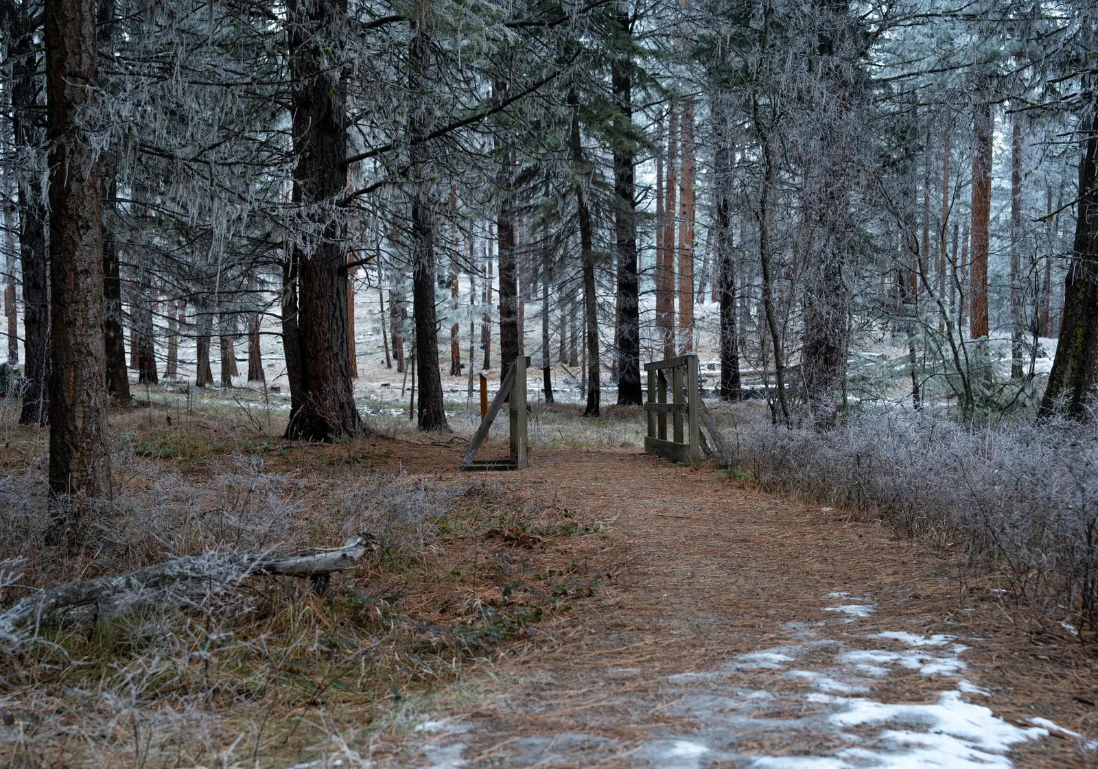 A frost-covered trail leads through a forest with a wooden gate.