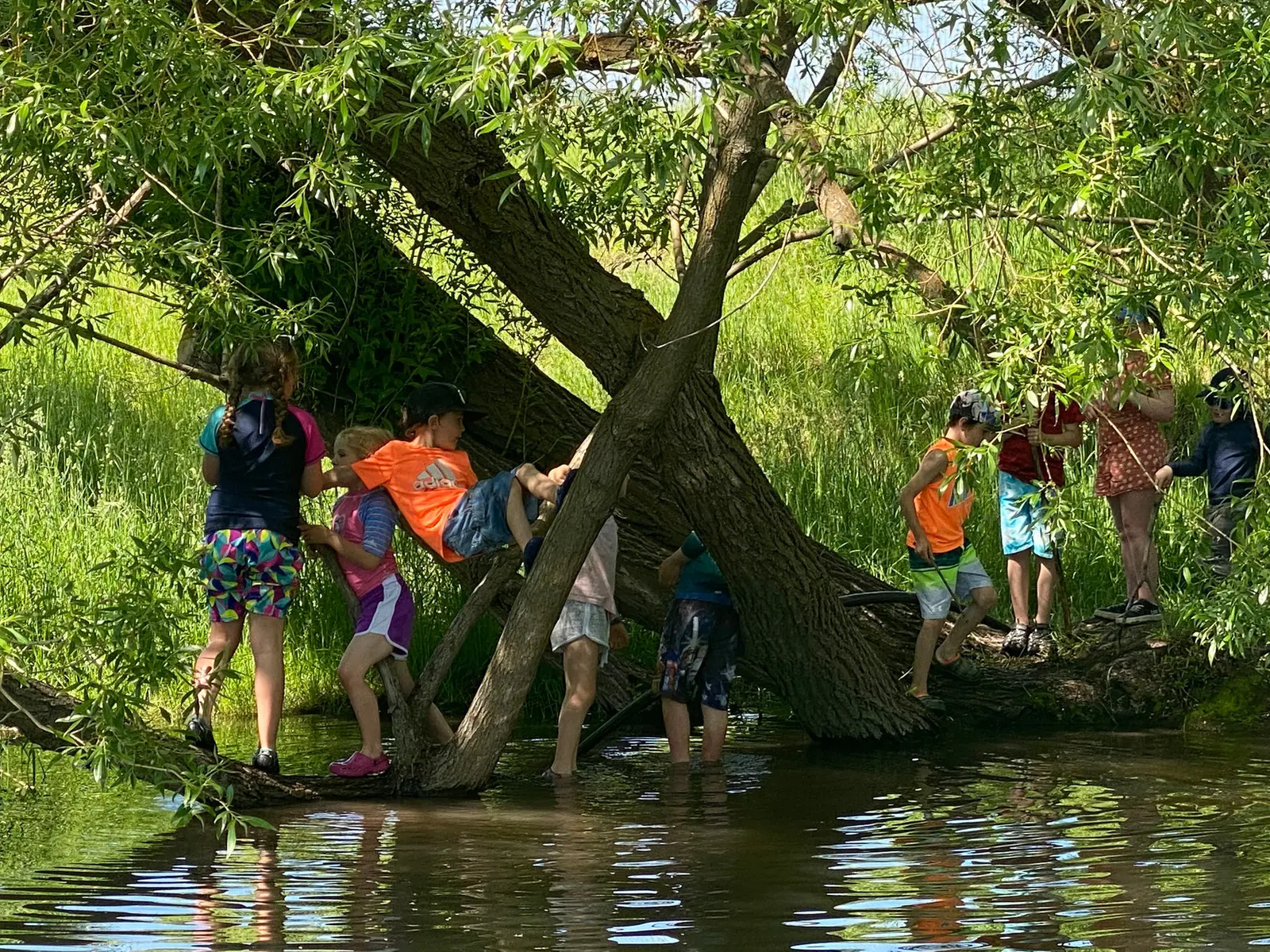 A group of children plays in and around a willow tree overhanging a stream.