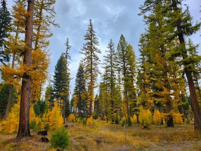A forested area within Big Larch Campground. Western Larch trees can be seen displaying their gold needles in the fall.
