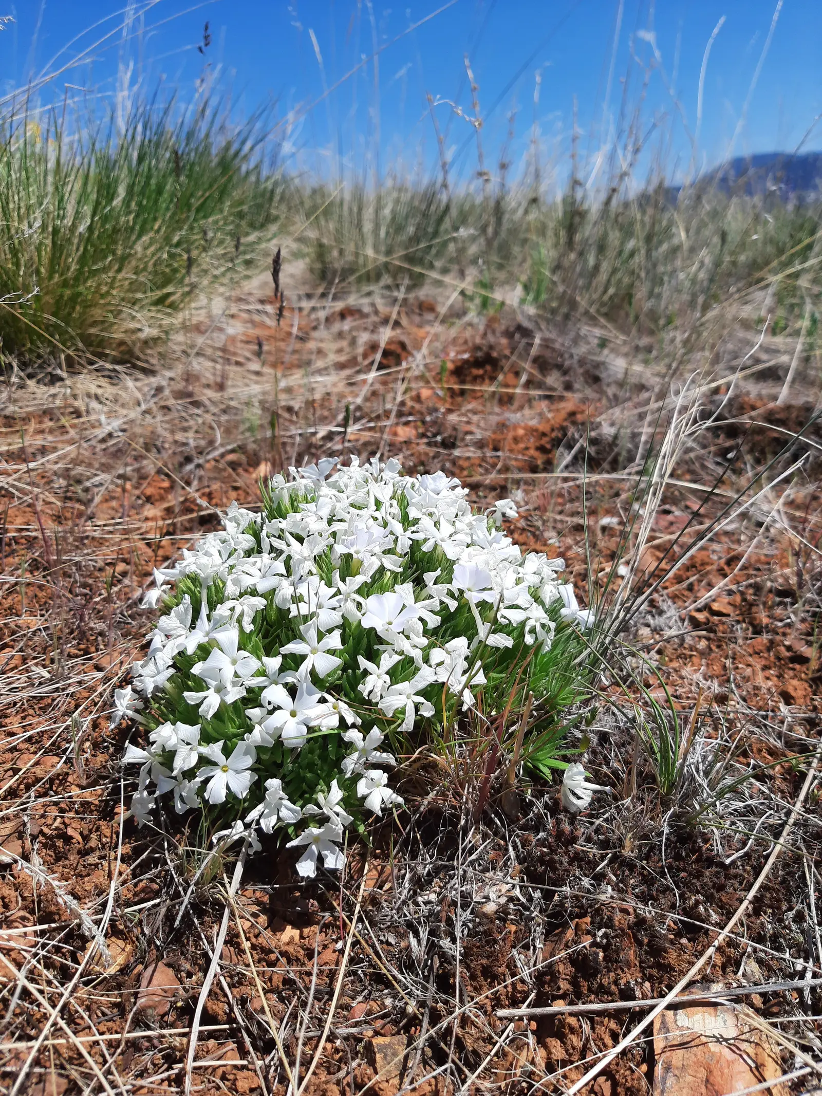 A cluster of white flowers grows in a dry, grassy field.