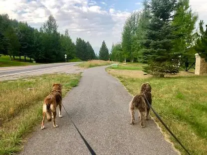Two dogs on leashes walk along a paved path bordered by trees and grass.