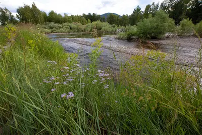 Photo from fwp.mt.gov Alt text placeholder