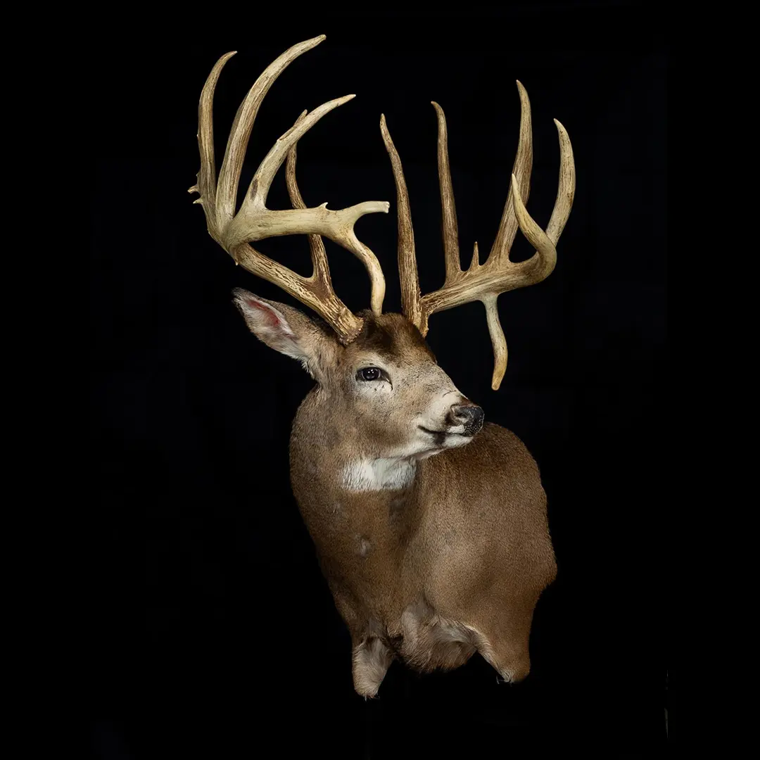 non-typical whitetail buck
