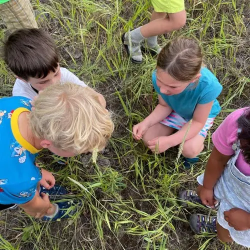 A group of children gathered together outdoors in a grassy area looking down at something on the ground.