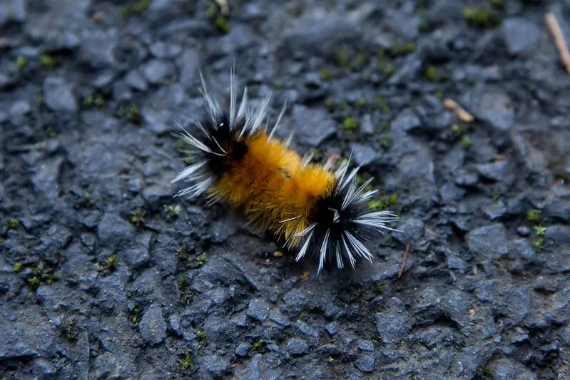 The Fuzzy Orange Spot of Fall