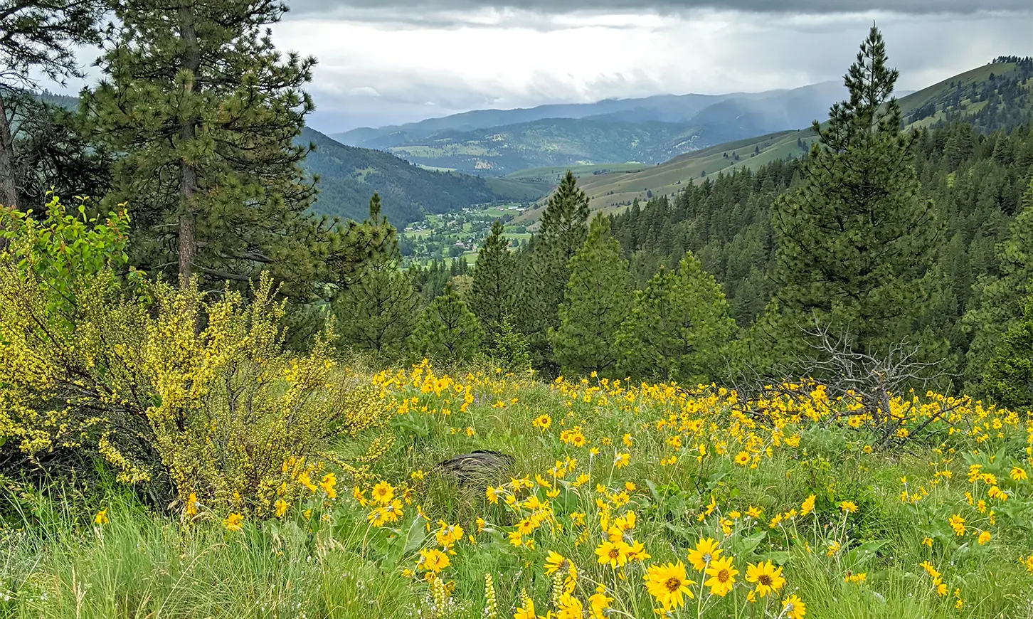 A scenic mountain valley view framed by evergreen trees and wildflowers in the foreground.