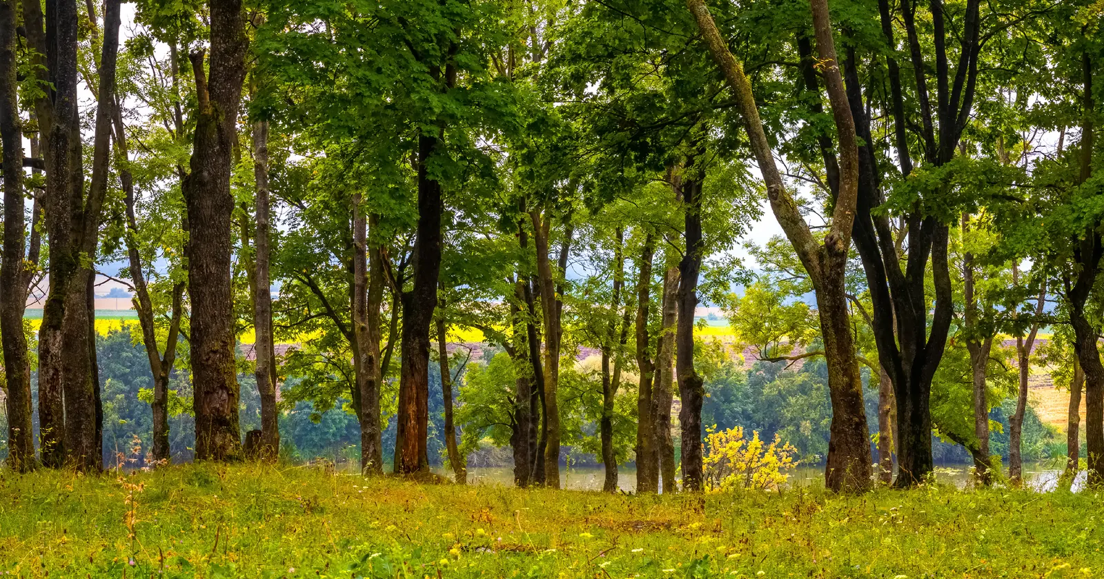 A lush, grassy woodland area overlooks a body of water with fields in the background.