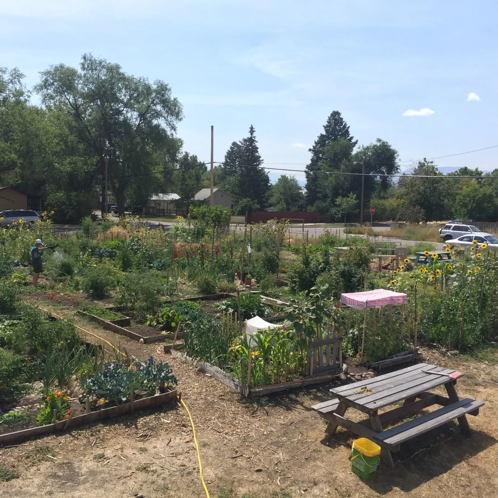 A person waters plants in a community garden with raised beds and a wooden picnic table.