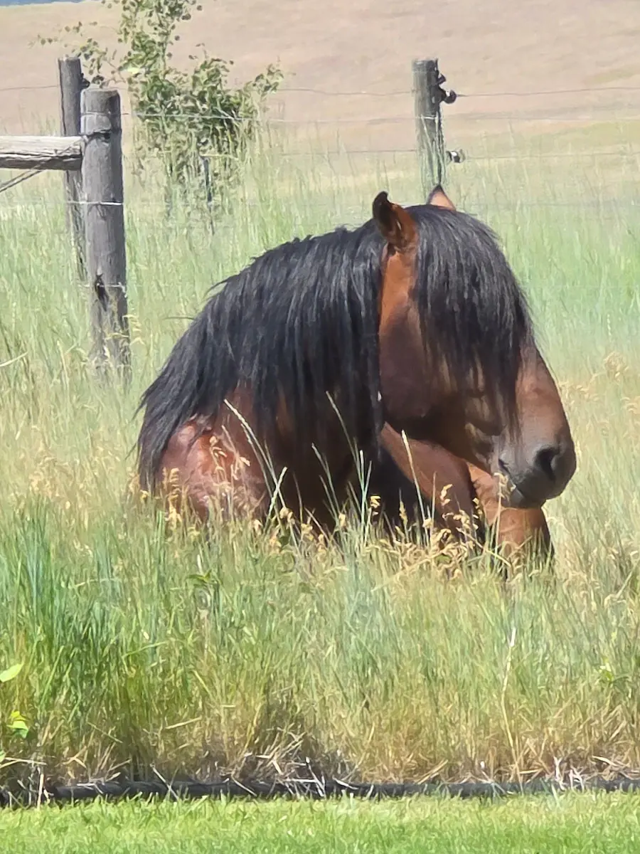 A brown horse with a black mane rests in a grassy field.