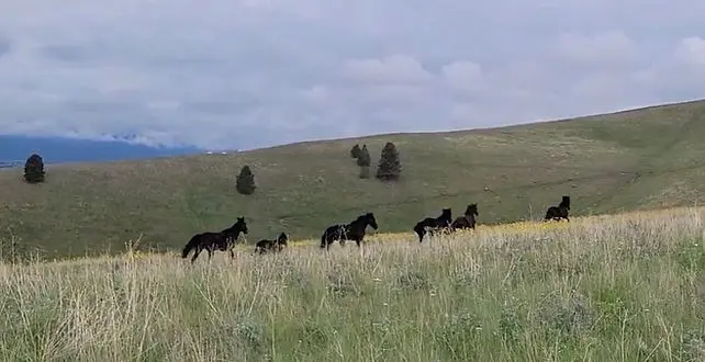 pic horses on hill_edited.jpg