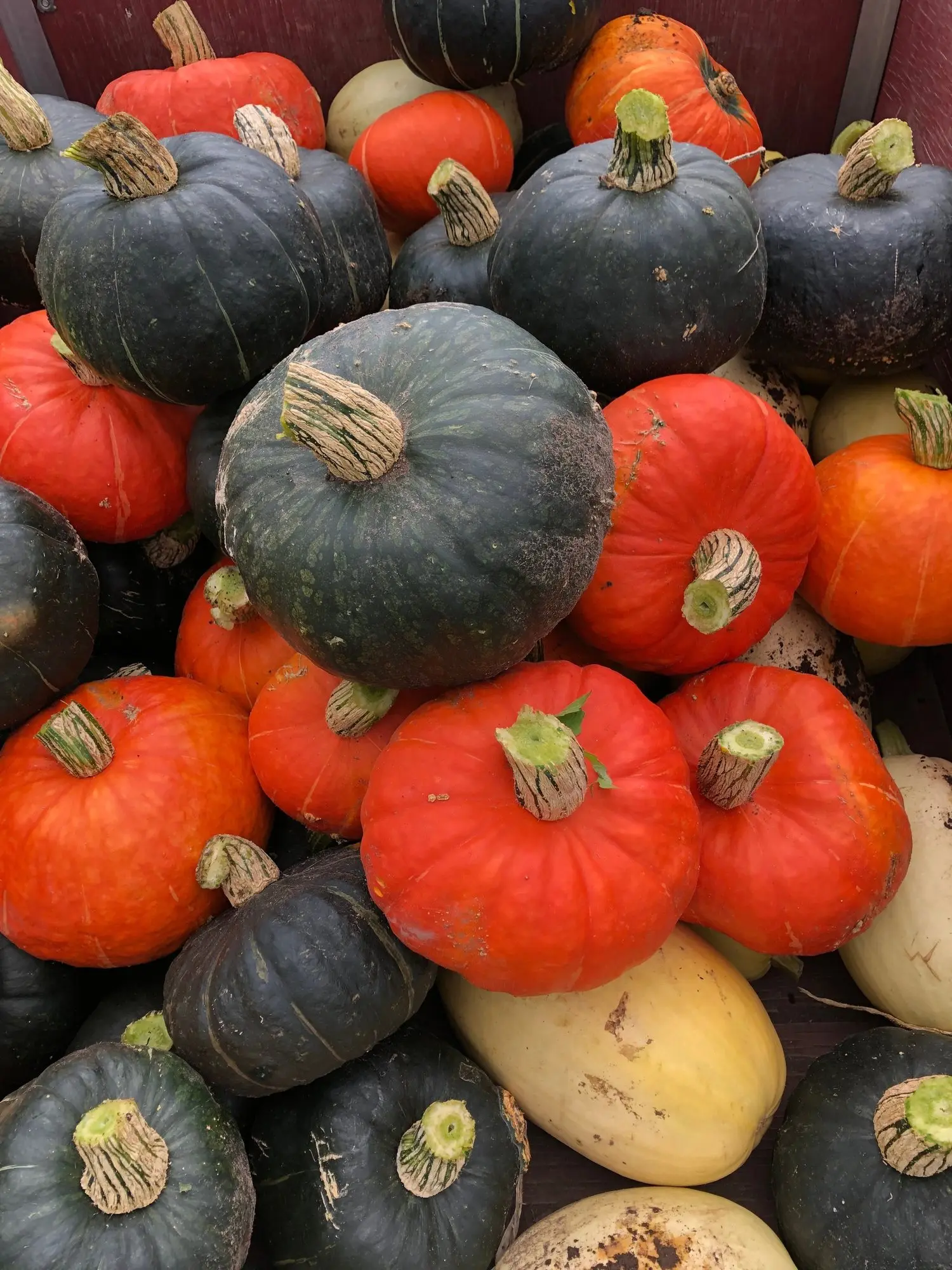 A pile of assorted pumpkins and gourds of different colors and shapes are stacked together.