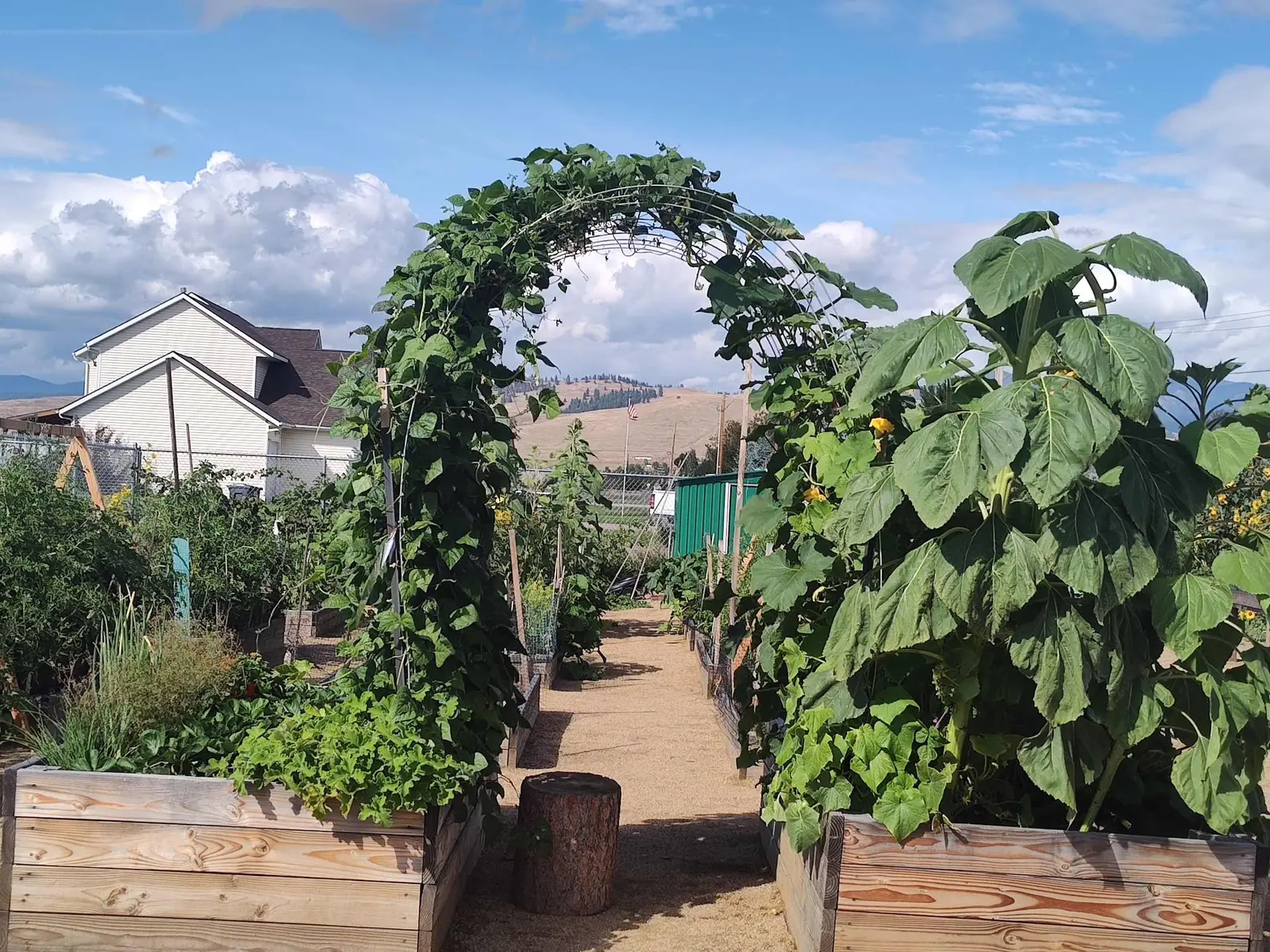 Photo of HESD Garden