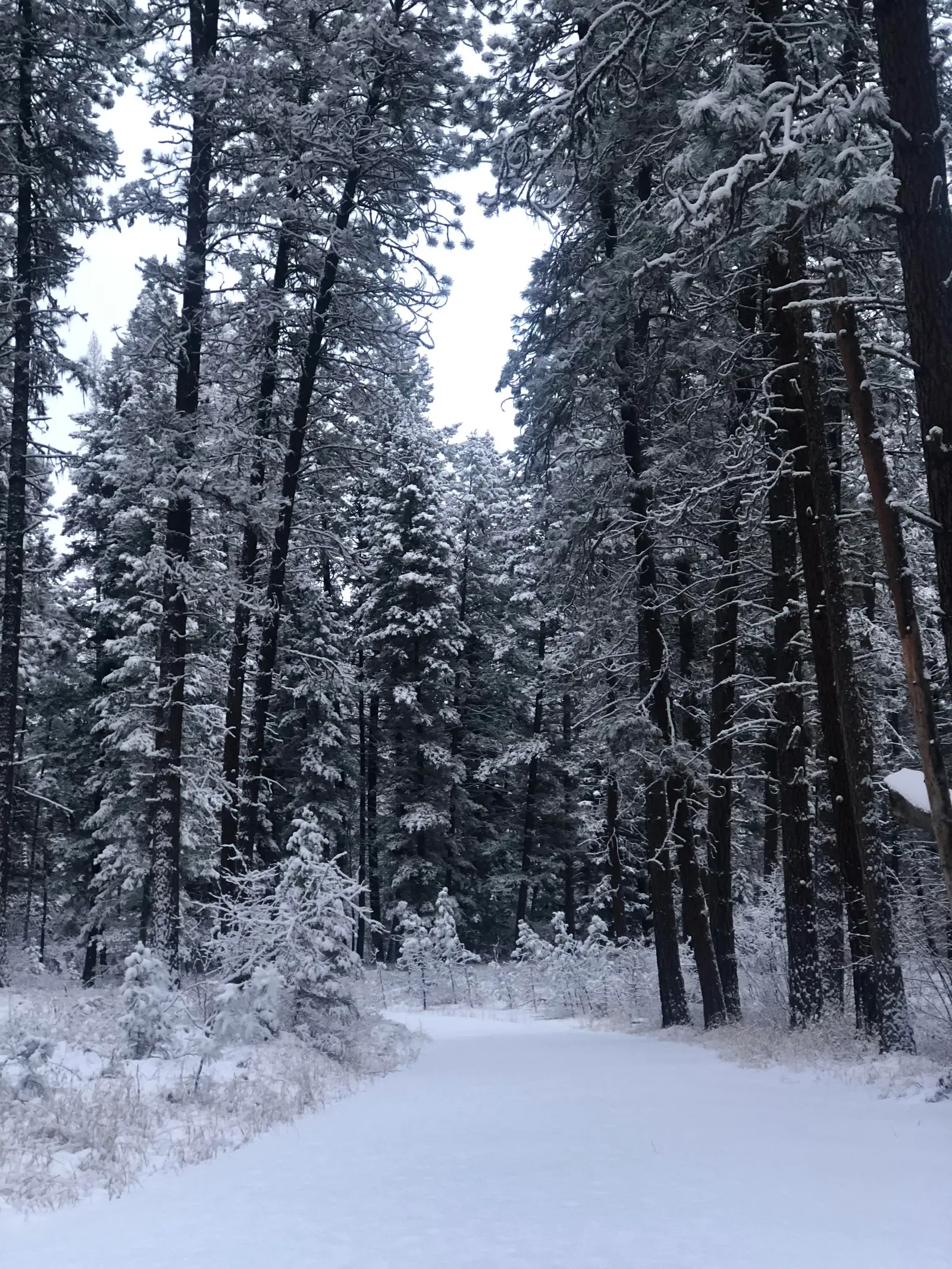 A snow-covered path leads through a forest of pine trees covered in snow.