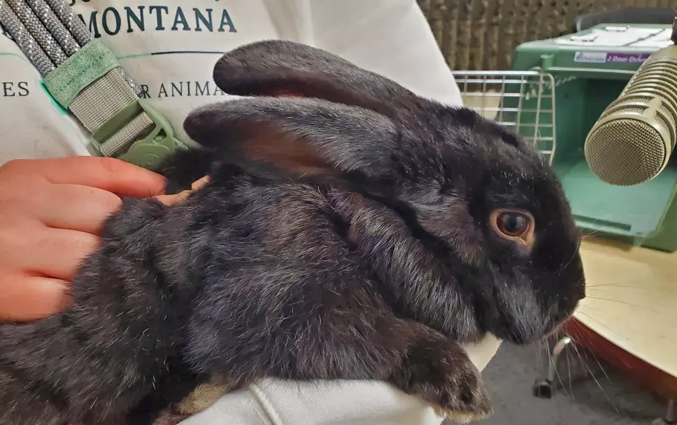 Hop To The Humane Society of Western Montana and Adopt Spirit