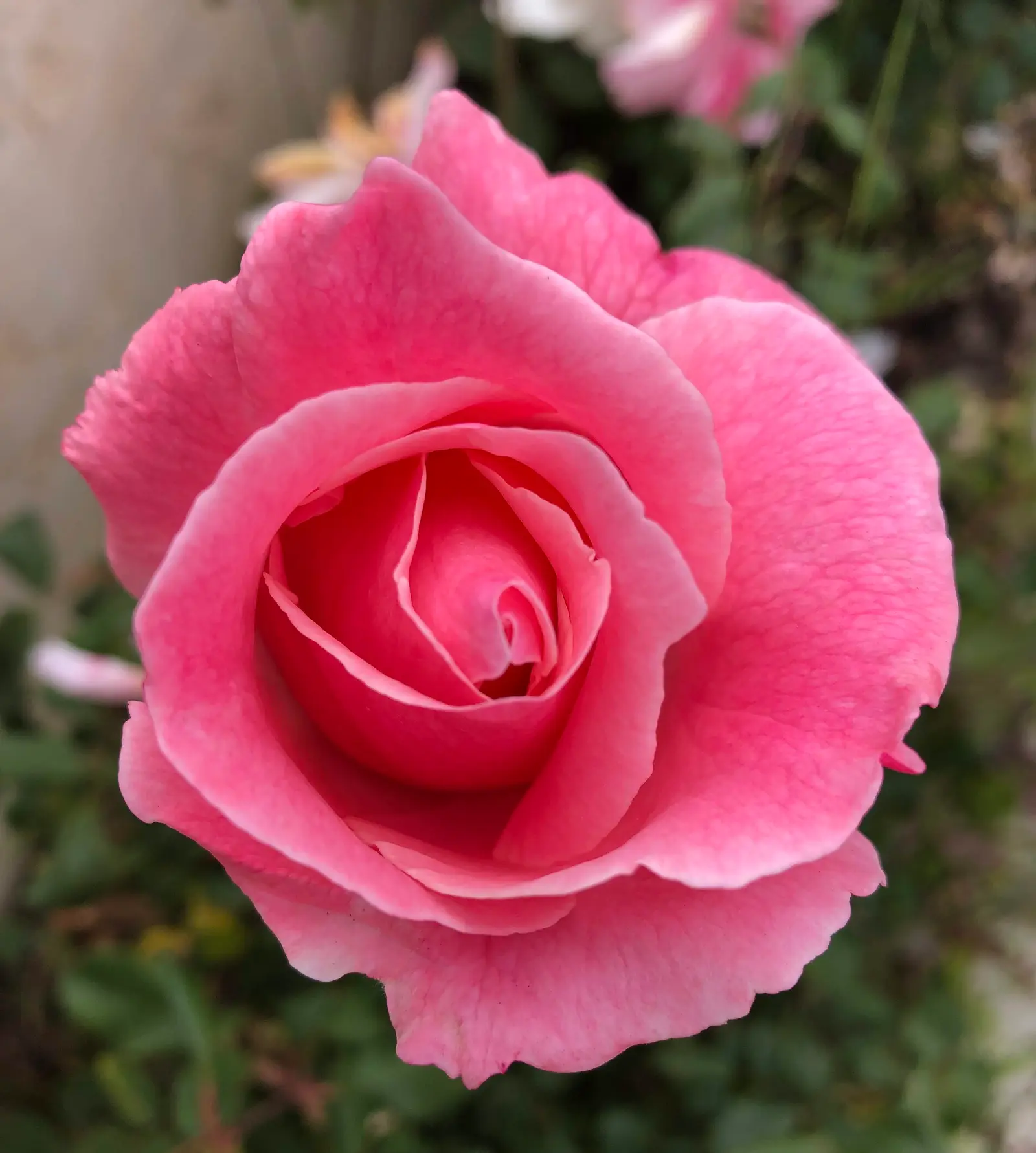 rose