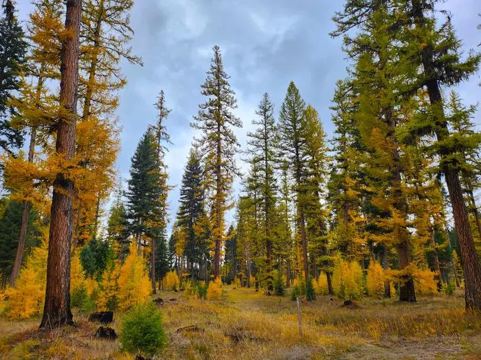 A forest landscape filled with tall trees displaying vibrant yellow autumn foliage against an overcast sky.