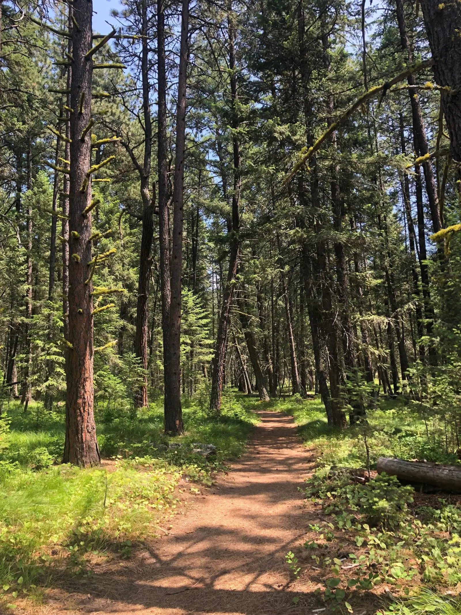 Image of the Rattlesnake NRA and Wilderness.