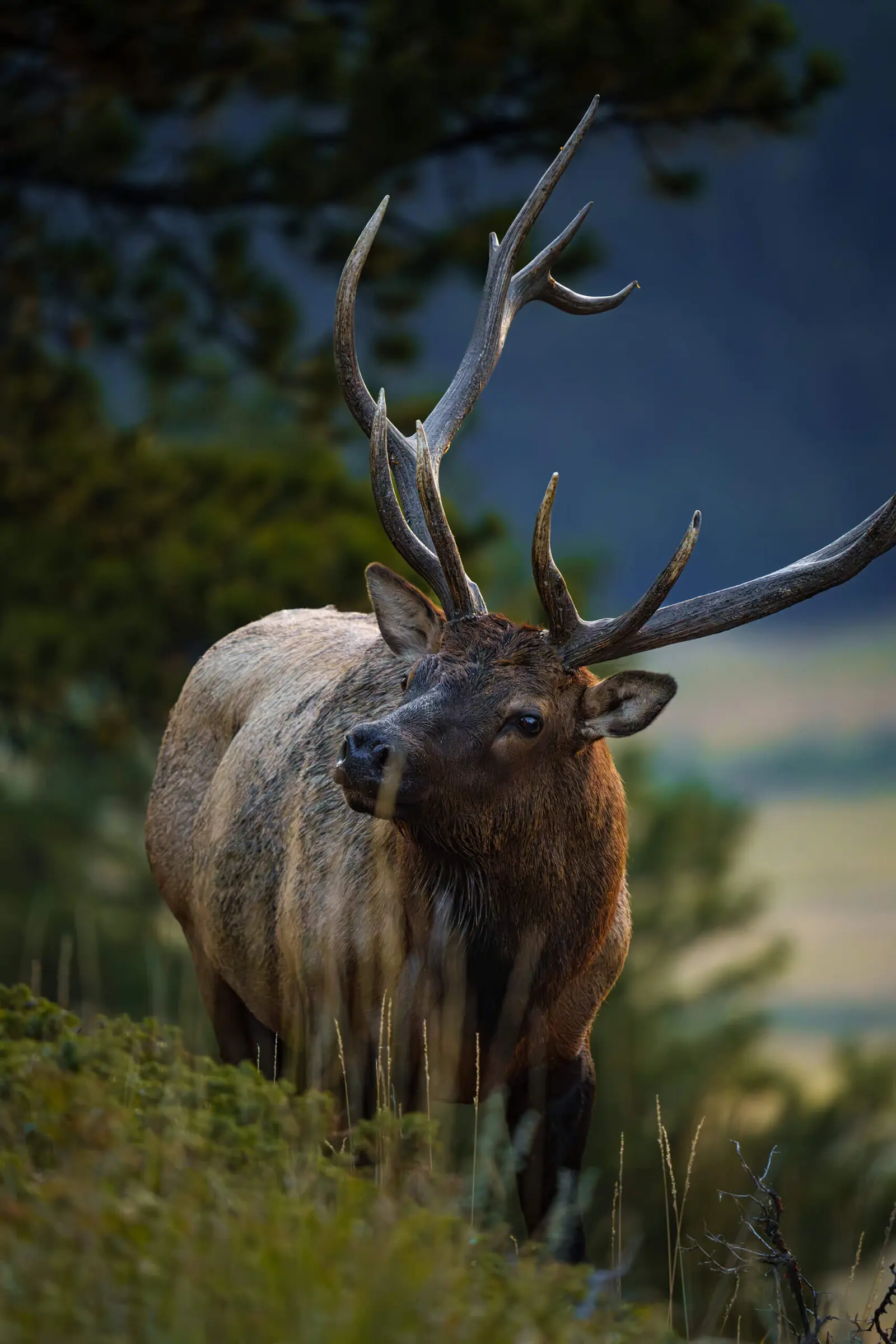 An elk with large antlers stands on a hillside.