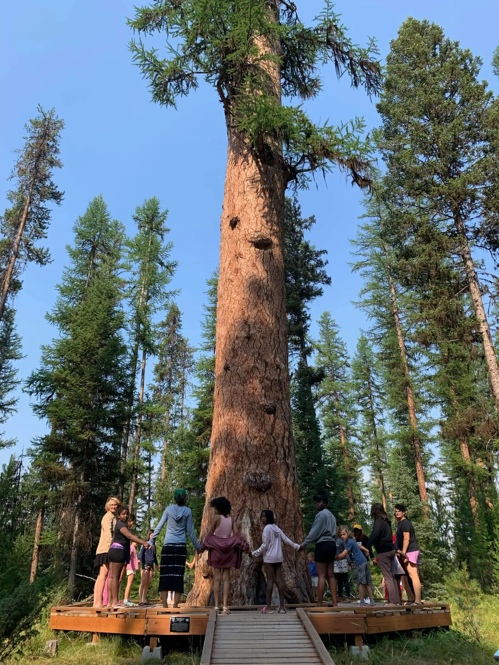 A group of people are standing in a circle around a very large tree while holding hands.