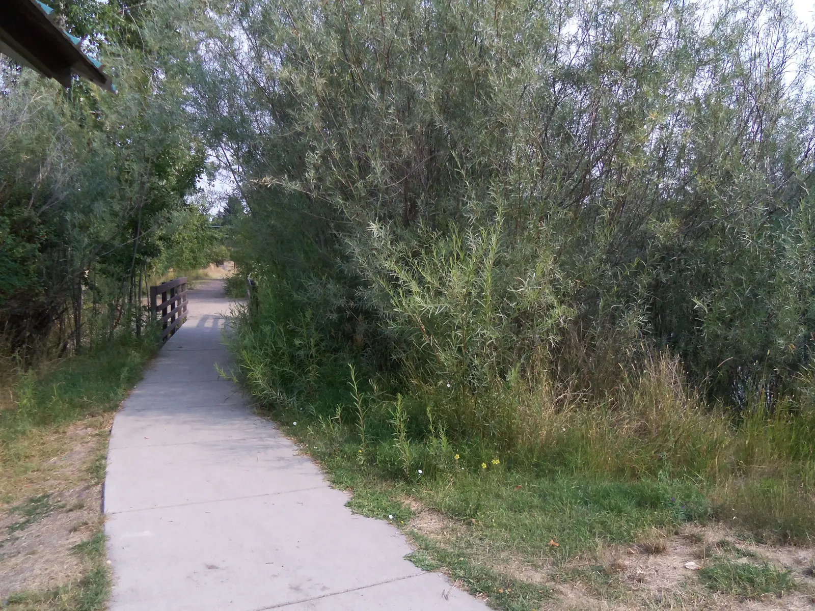 A concrete walkway leads to a small bridge surrounded by lush trees and vegetation.